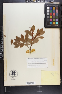 Rhododendron arborescens image