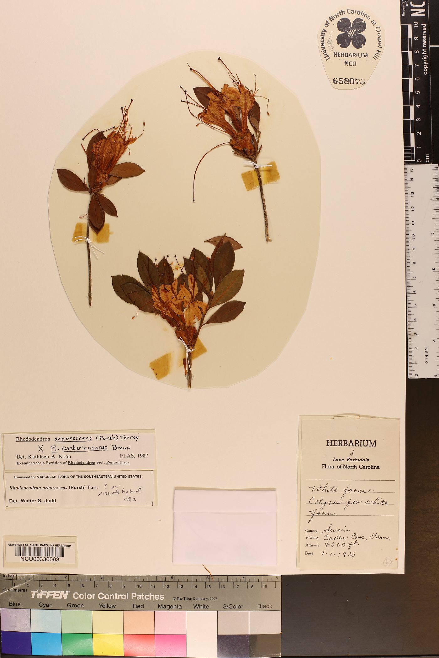 Rhododendron cumberlandense image