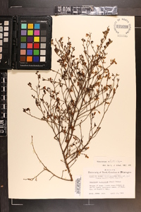 Vaccinium elliottii image