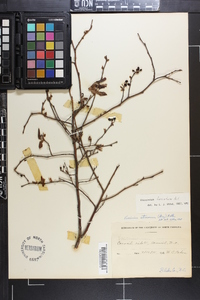 Vaccinium fuscatum image