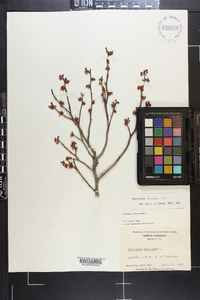 Vaccinium fuscatum image