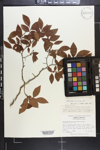 Vaccinium fuscatum image