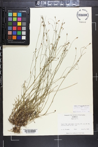 Wahlenbergia marginata image