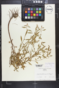 Lythrum curtissii image