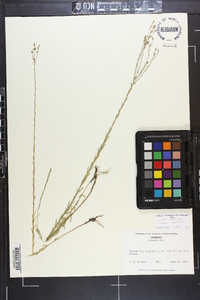 Linum medium image