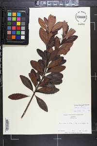 Morella caroliniensis image