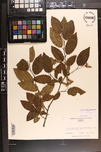 Carpinus caroliniana var. caroliniana image