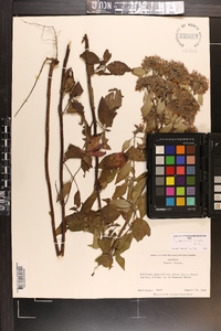 Pycnanthemum incanum image