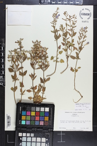 Scutellaria arenicola image