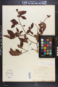 Vaccinium simulatum image