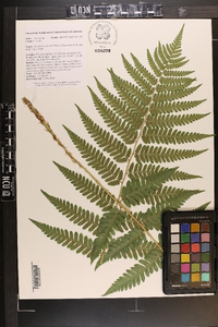 Dryopteris celsa image