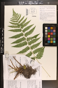 Dryopteris celsa image