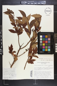 Vaccinium simulatum image