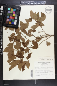 Vaccinium simulatum image