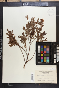 Vaccinium tenellum image