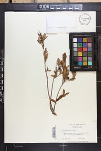 Vaccinium tenellum image
