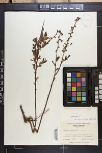 Vaccinium tenellum image