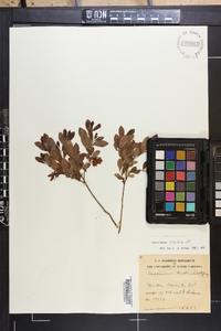 Vaccinium tenellum image