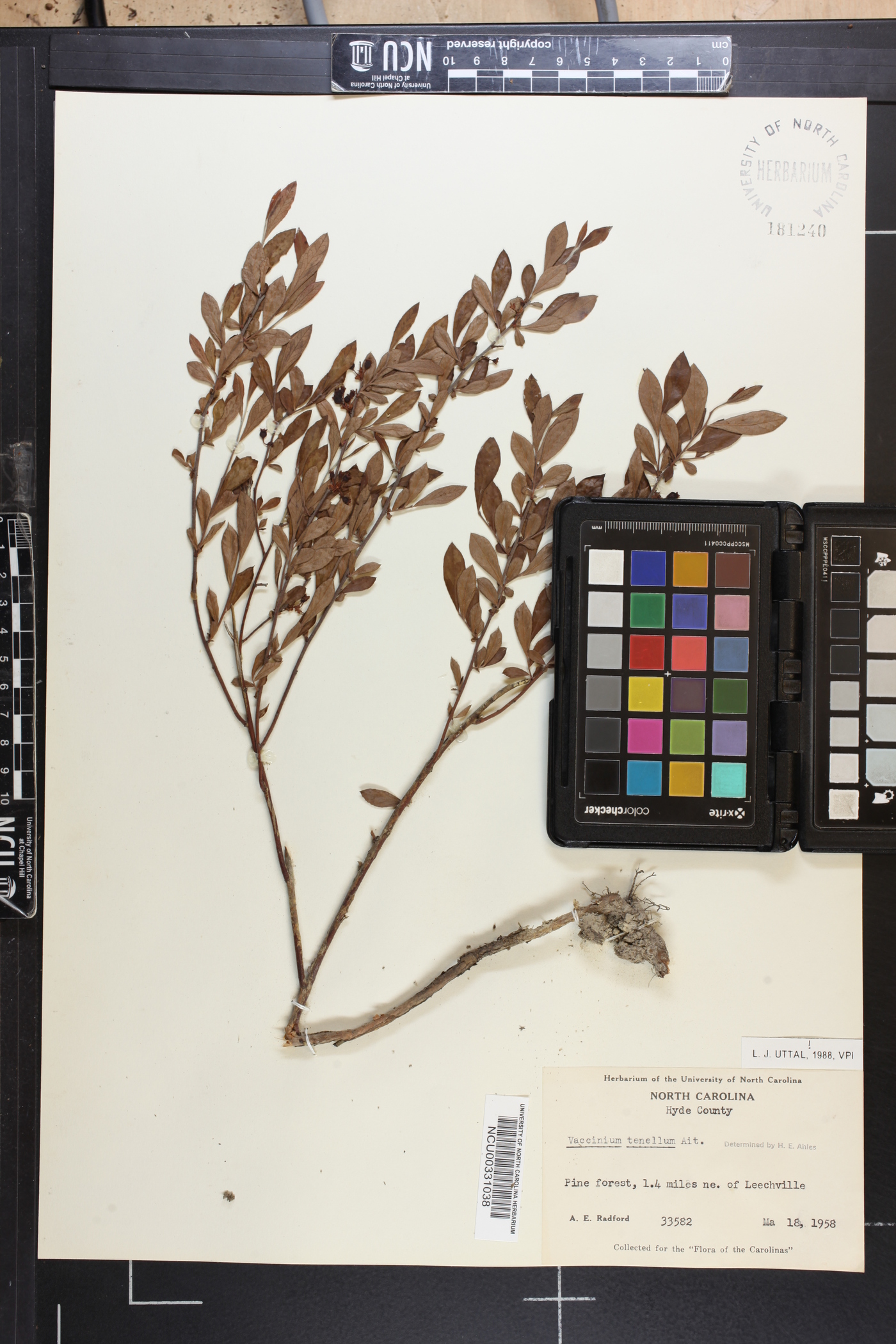 Vaccinium tenellum image