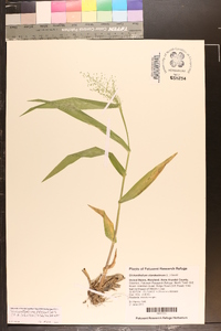 Dichanthelium polyanthes image