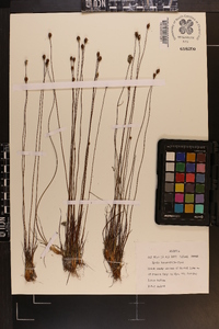 Xyris isoetifolia image