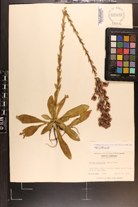 Trilisa paniculata image