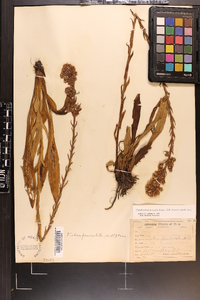 Trilisa paniculata image