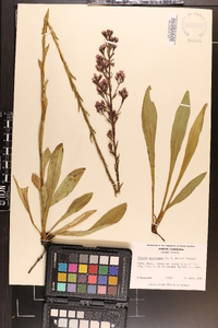 Trilisa paniculata image