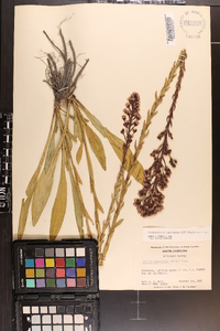 Trilisa paniculata image