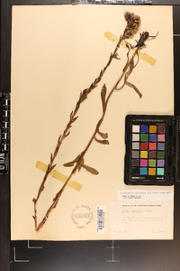 Trilisa paniculata image