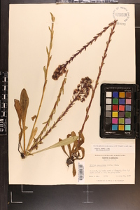 Trilisa paniculata image