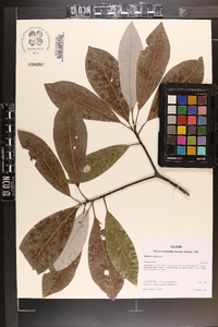 Magnolia virginiana image