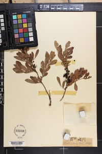 Vaccinium tenellum image