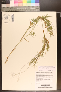 Dichanthelium acuminatum subsp. longiligulatum image