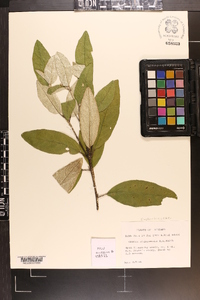 Croton alabamensis image