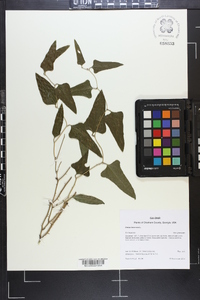 Smilax bona-nox image