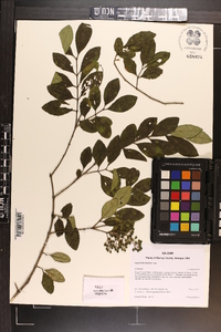 Ligustrum sinense image