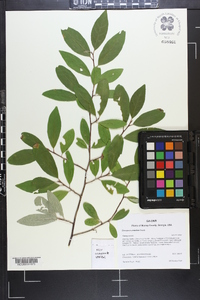 Elaeagnus umbellata image