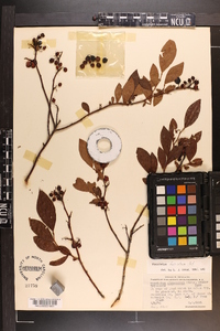 Vaccinium fuscatum image