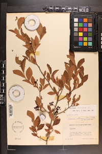 Vaccinium fuscatum image