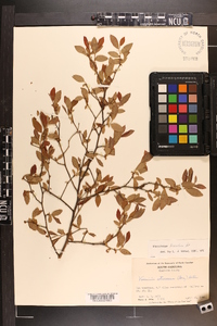 Vaccinium fuscatum image