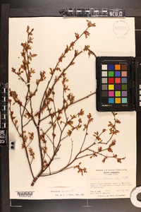 Vaccinium fuscatum image