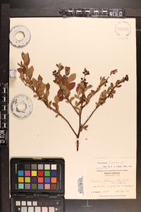 Vaccinium fuscatum image