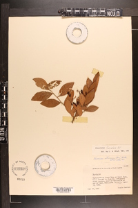 Vaccinium fuscatum image