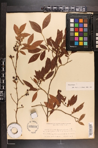 Vaccinium fuscatum image