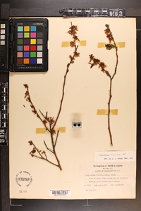 Vaccinium fuscatum image