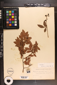 Vaccinium fuscatum image