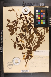 Vaccinium fuscatum image