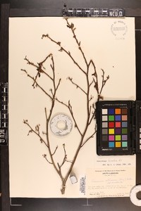 Vaccinium fuscatum image