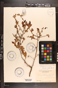 Vaccinium fuscatum image